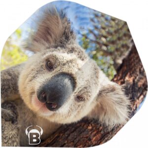 Bulls Motex Koala Flights